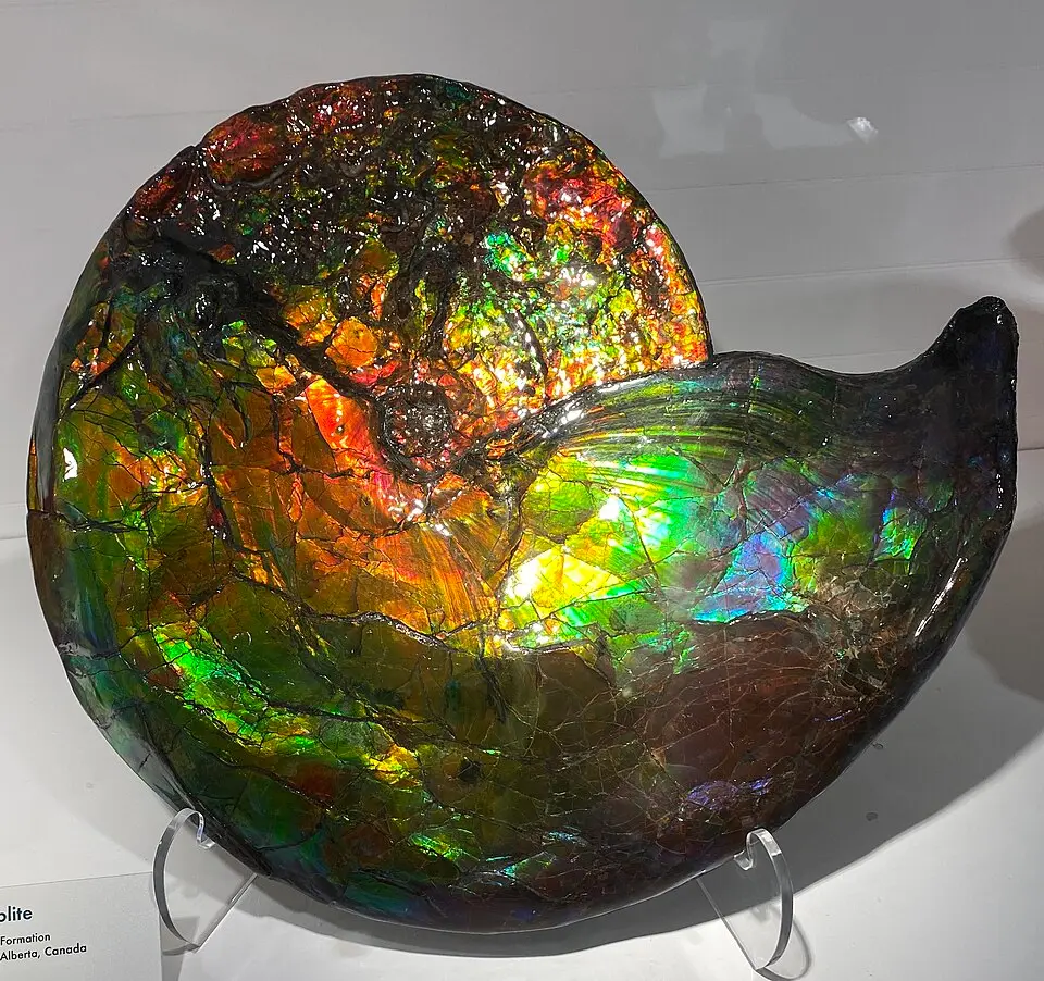 Ammolite specimen
