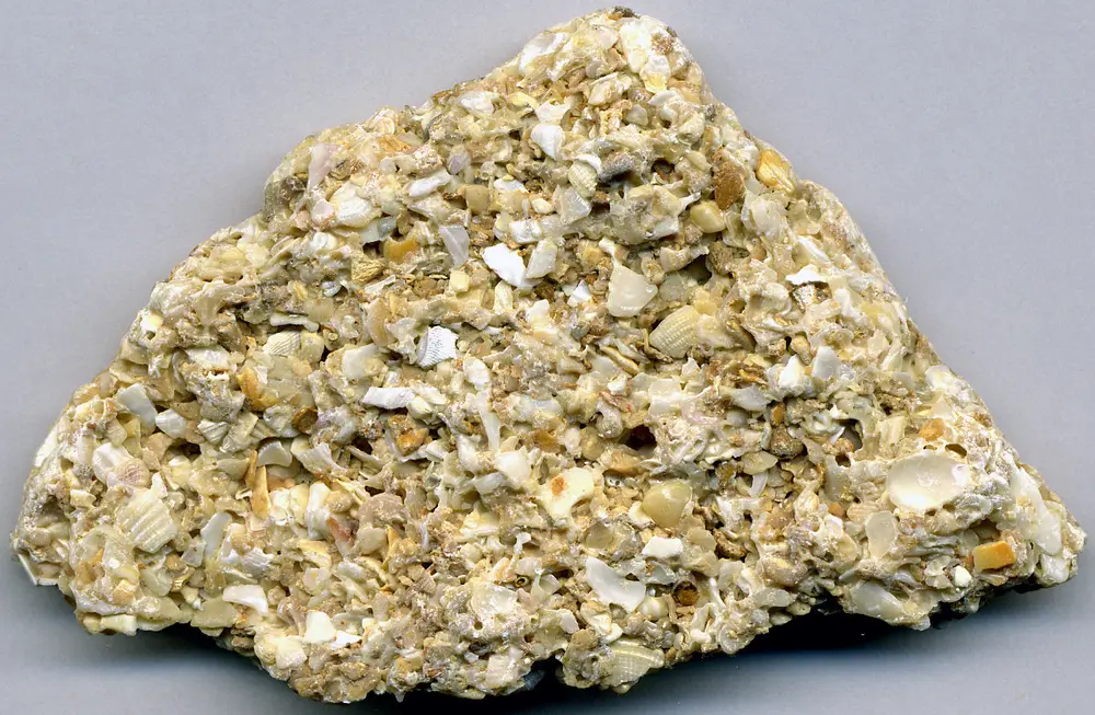 Coquina specimen