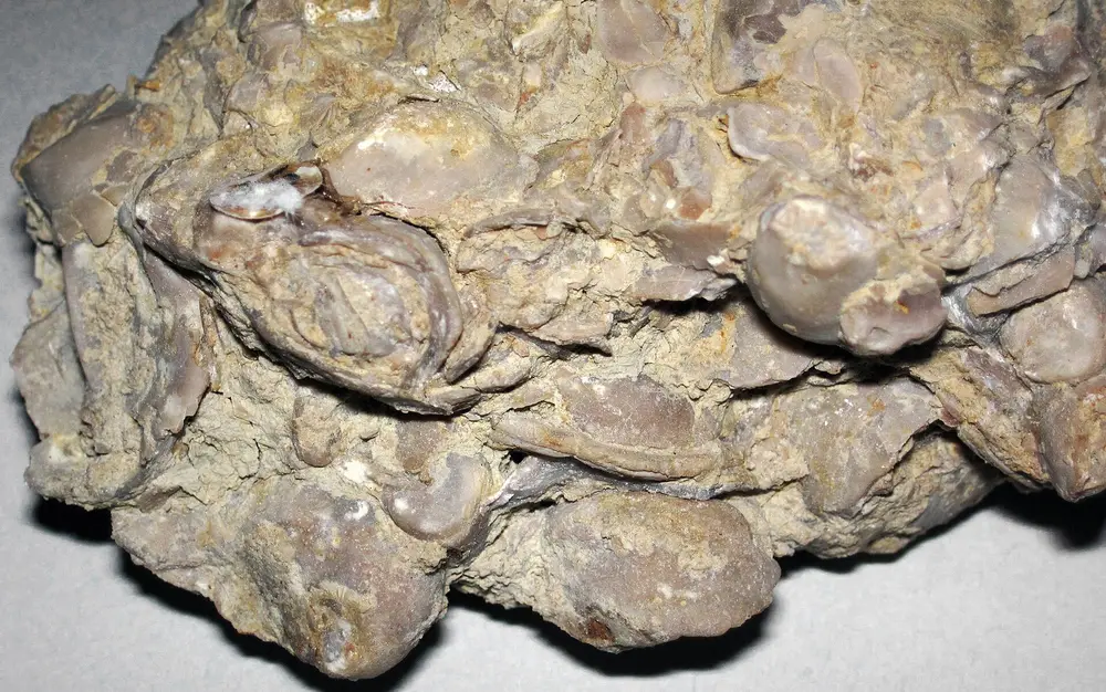 Limestone specimen