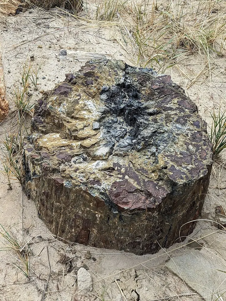 Petrified wood specimen