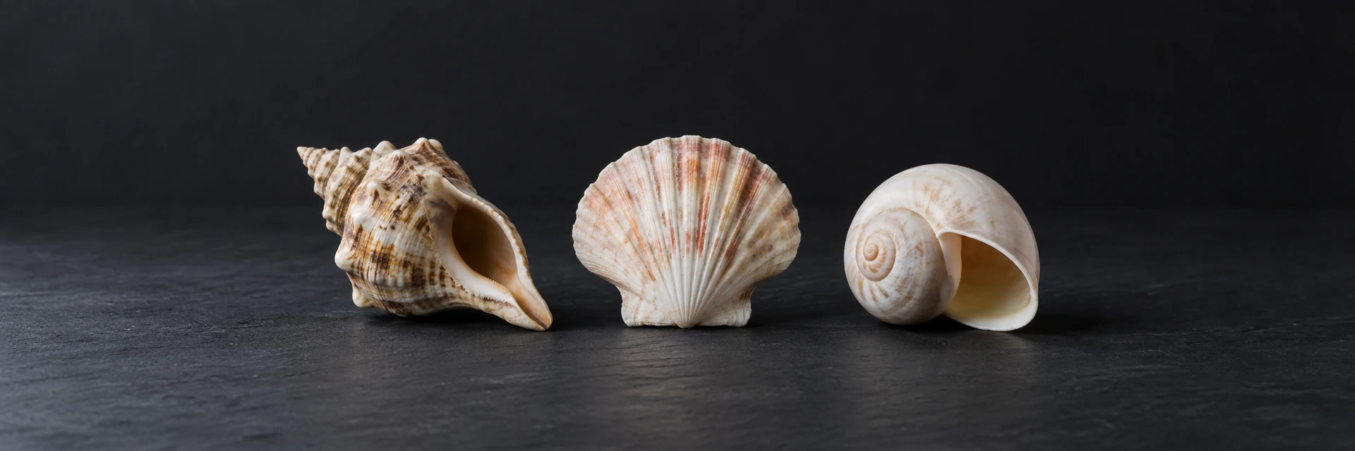 A spiral whelk, ribbed scallop and rounded moon-snail shell on dark slate.