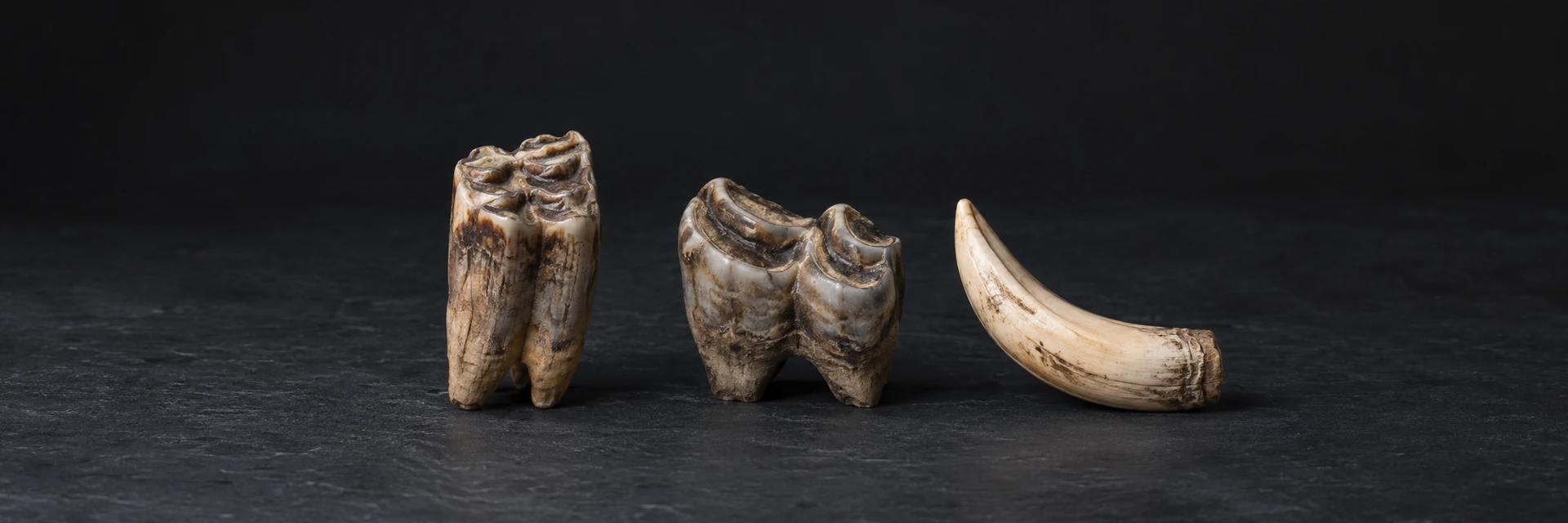 An isolated horse molar, a bison molar and a curved boar tusk on dark slate.