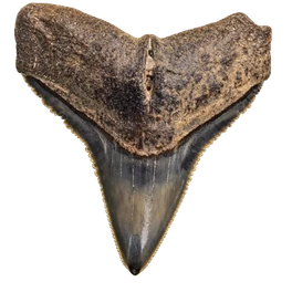 Fossil shark tooth with a broad root and pointed crown